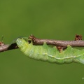 Pyramideneule (Amphipyra pyramidea)